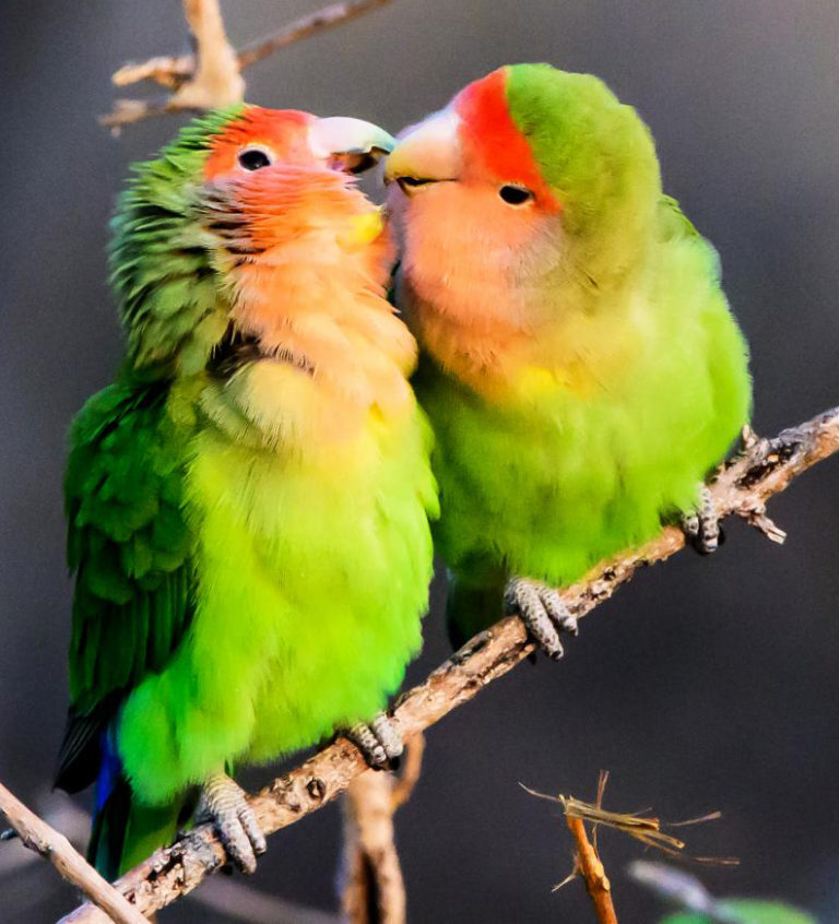 Lovebird Health Problems You Should Know | cute animal names