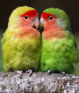 lovebird-health-problems-you-should-know