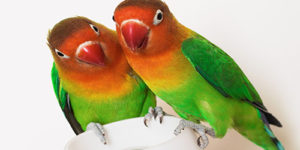 Lovebird Health Problems You Should Know