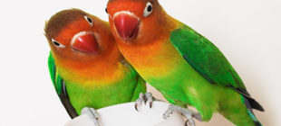 Lovebird Health Problems You Should Know