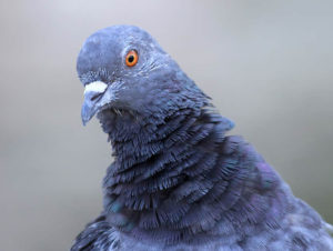 pigeon-names