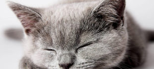 10 Cute Sleeping Cats