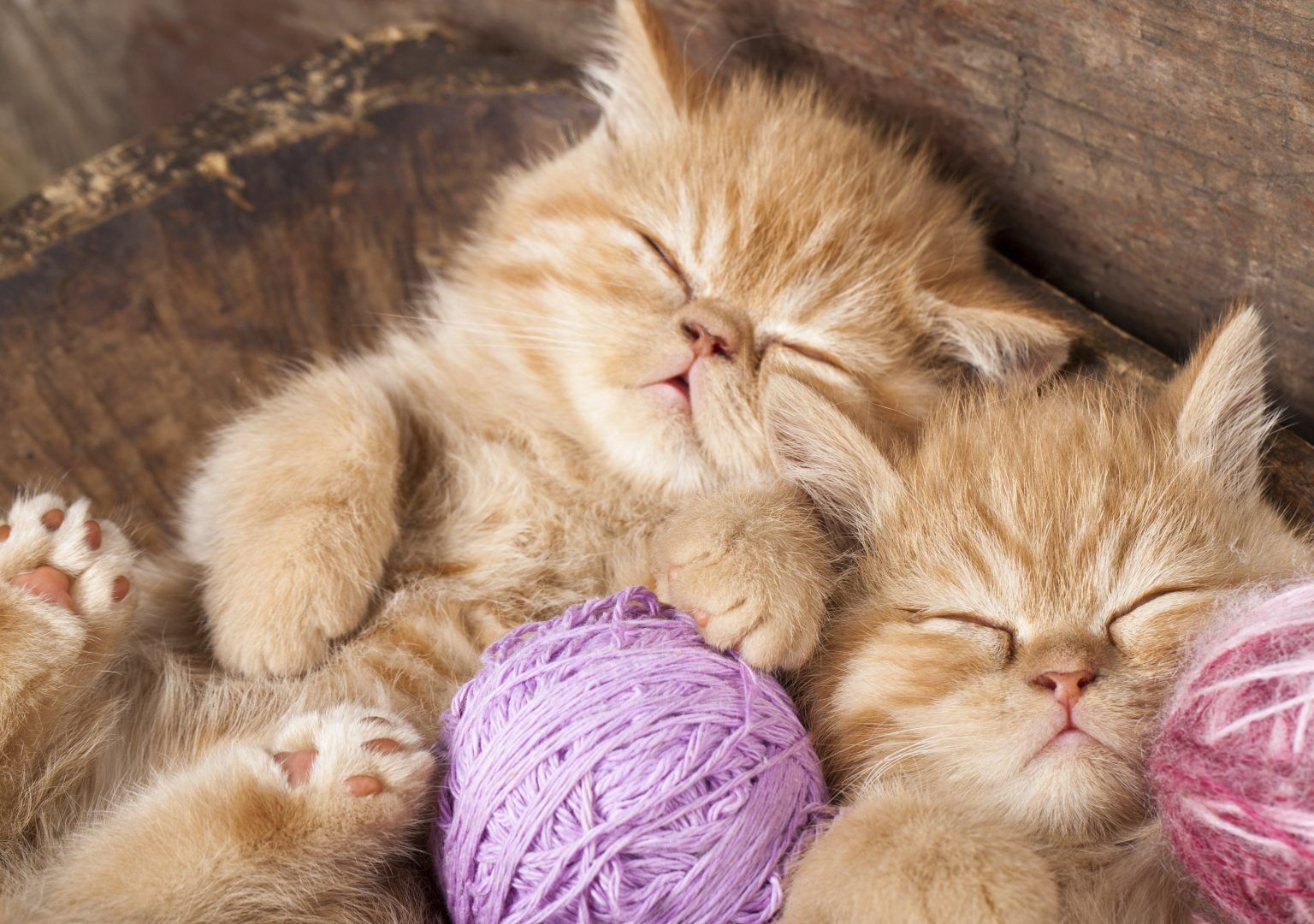 10 Cute Sleeping Cats cute animal names