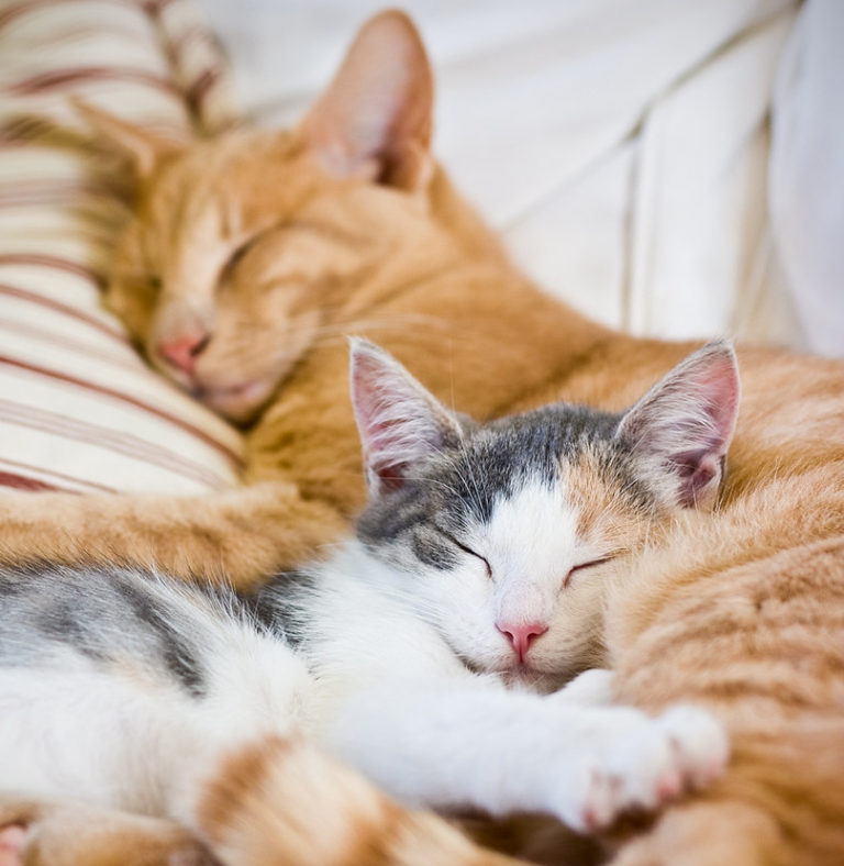 10 Cute Sleeping Cats | cute animal names