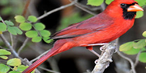 The Attractive Cardinal Bird