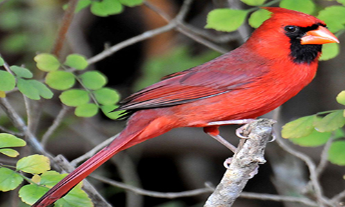 The Attractive Cardinal Bird
