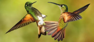 The Small yet Strong Hummingbirds