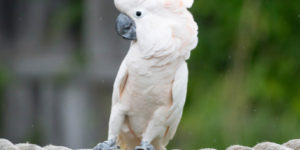 Tips on How to Take Care of Your Moluccan Cockatoo