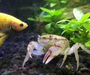 feeding-crab-in-aquarium