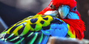 The Colorful Scarlet Macaw