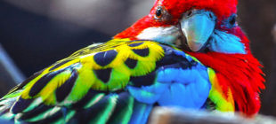 The Colorful Scarlet Macaw