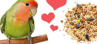 The Main Food for Lovebirds
