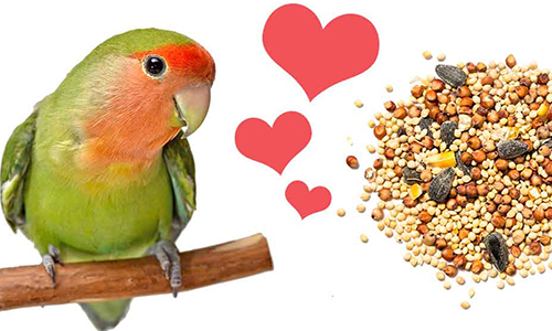 The Main Food for Lovebirds