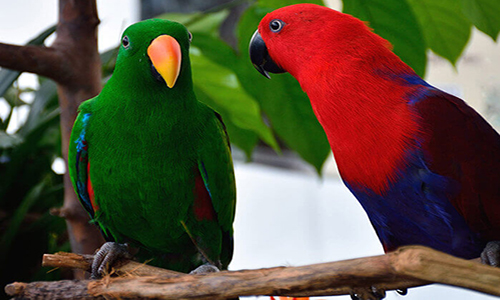 Varieties of Talking Birds and How to Teach Them