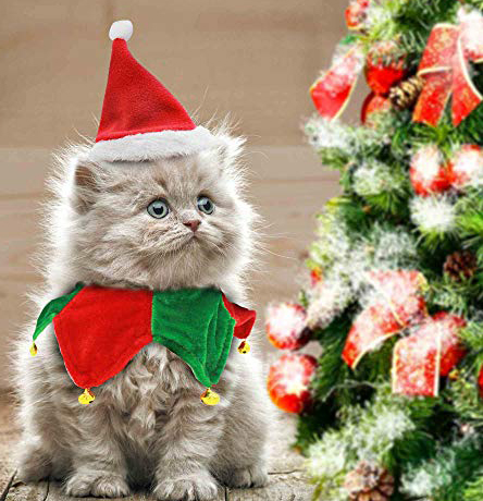 10 Cats Who Love Christmas