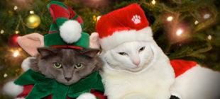10 Cats Who Love Christmas