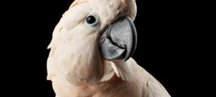 Smart Birds: Goffin Cockatoo