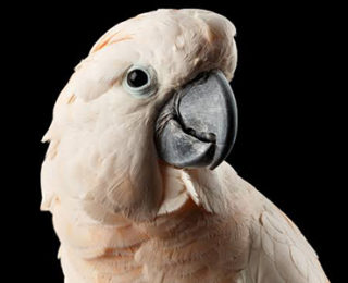 Smart Birds: Goffin Cockatoo