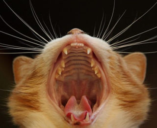 Cat Teeth Health