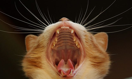 Cat Teeth Health -cute animal names