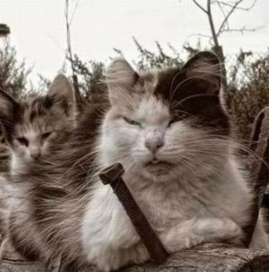 gangster cats