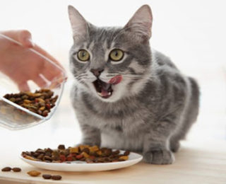 What Is Organic Cat Food