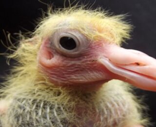 10 Best Cute Baby Pigeon