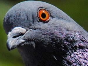 facts-about-rock-pigeons