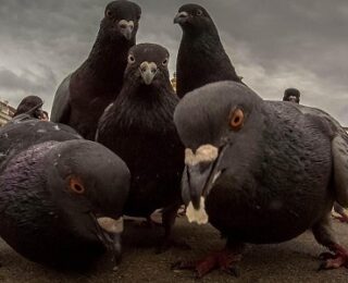 Facts About Rock Pigeons