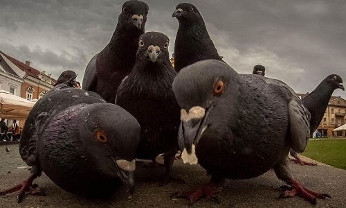 Facts About Rock Pigeons