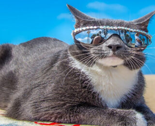 Top 10 Cool Cats