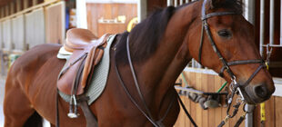 Horse Saddle – The Right Choice And The Right Accessories