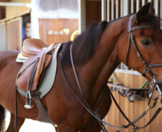 Horse Saddle – The Right Choice And The Right Accessories