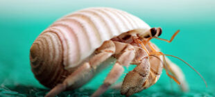 Great Ideas for Hermit Crab Names