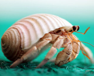 Great Ideas for Hermit Crab Names