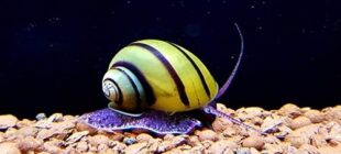 20 Cute Snails