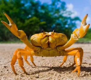 cute crabs