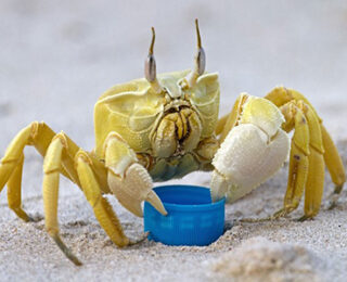 10 Cute Crabs