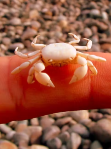 cute crabs