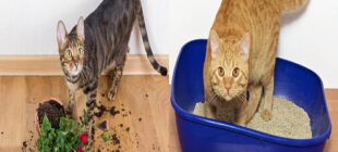 Cats and Soil Consumption: Decoding Feline Behavior and Practical Solutions