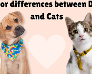 Summary of Differences Between Cats and Dogs