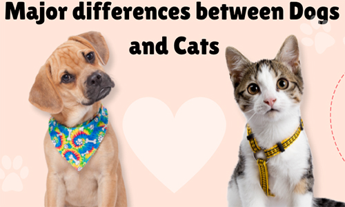Summary of Differences Between Cats and Dogs